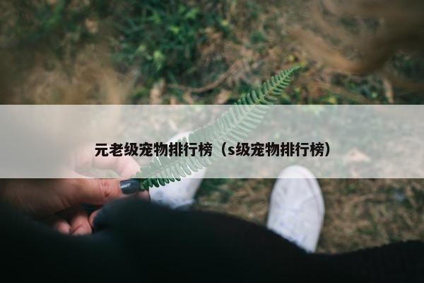 元老级宠物排行榜（s级宠物排行榜）