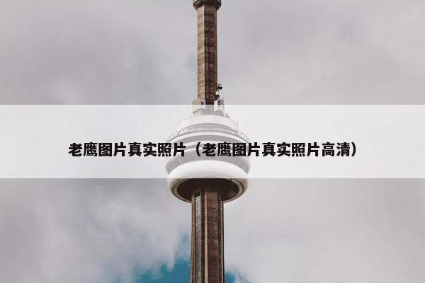 老鹰图片真实照片（老鹰图片真实照片高清）