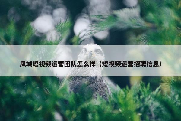 凤城短视频运营团队怎么样（短视频运营招聘信息）