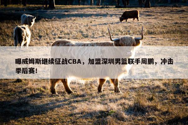 曝威姆斯继续征战CBA，加盟深圳男篮联手周鹏，冲击季后赛！