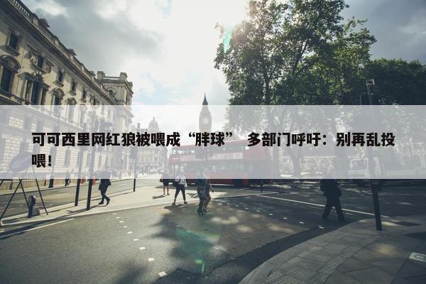 可可西里网红狼被喂成“胖球” 多部门呼吁：别再乱投喂！